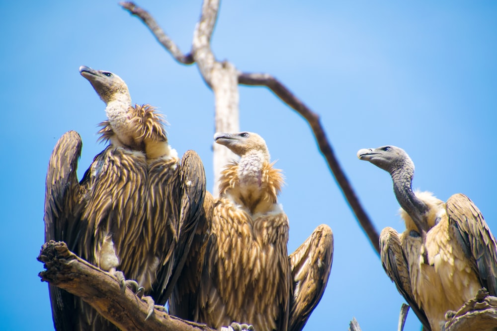 three brown condors