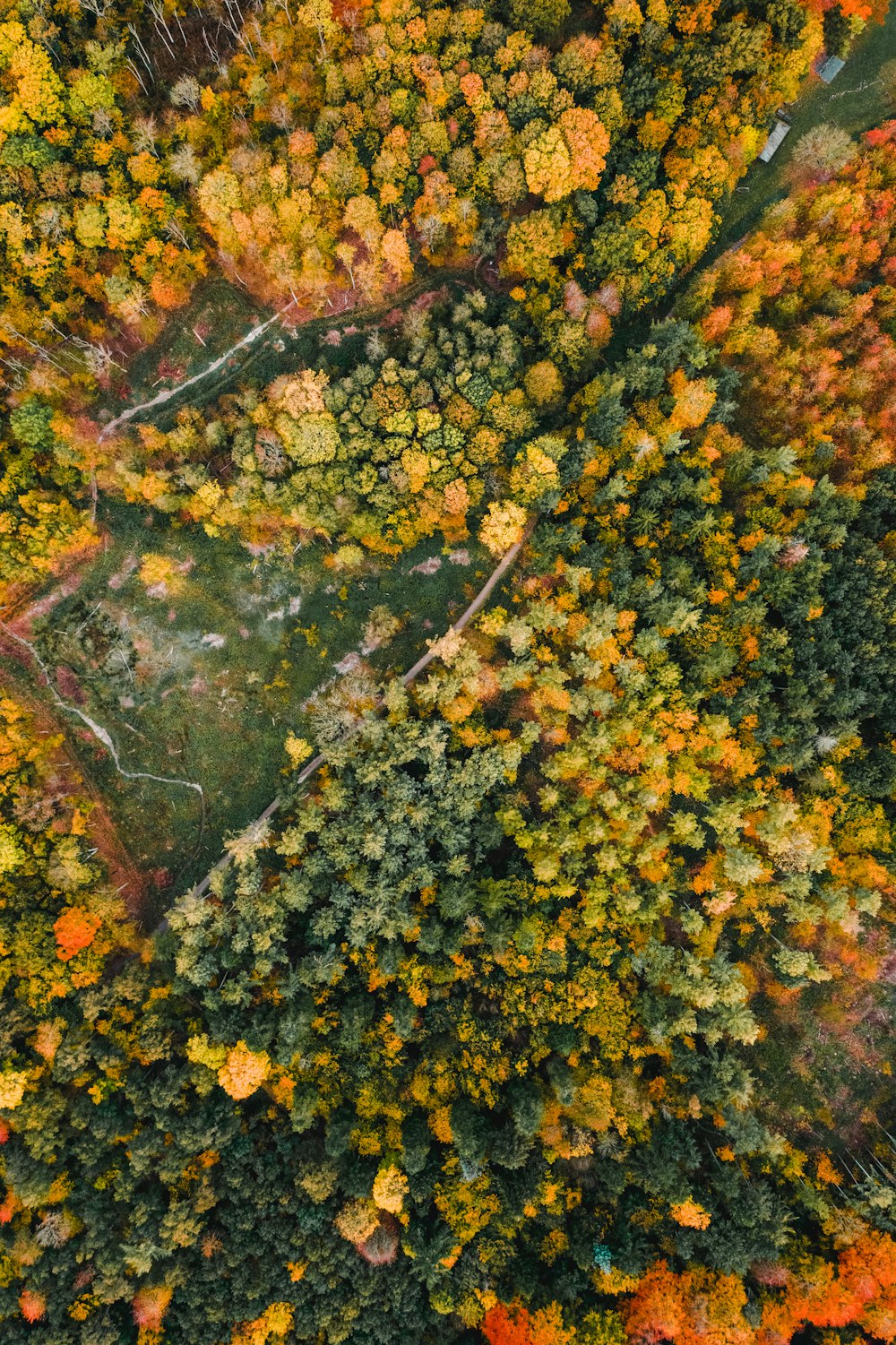 forest and road during day