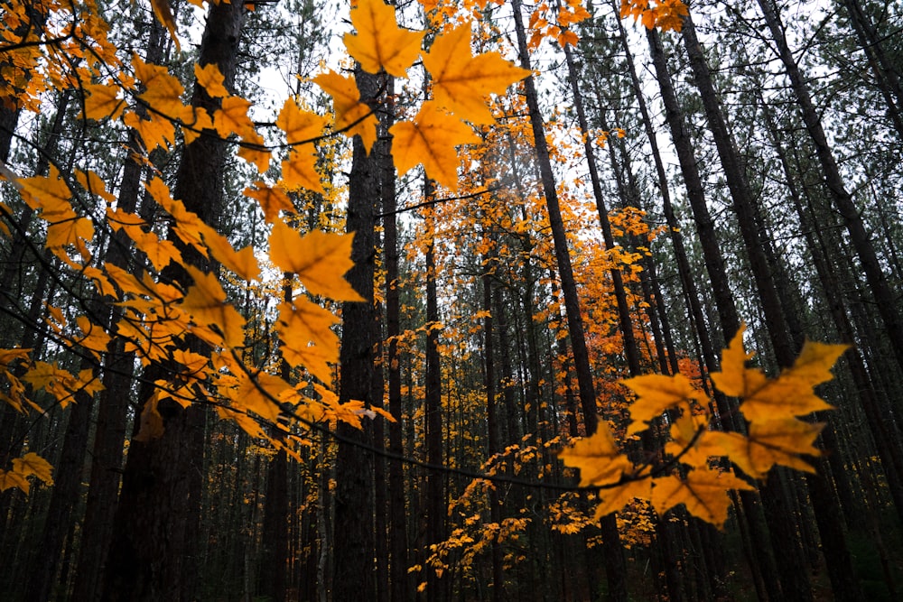 low-angle photography of brown maple trees