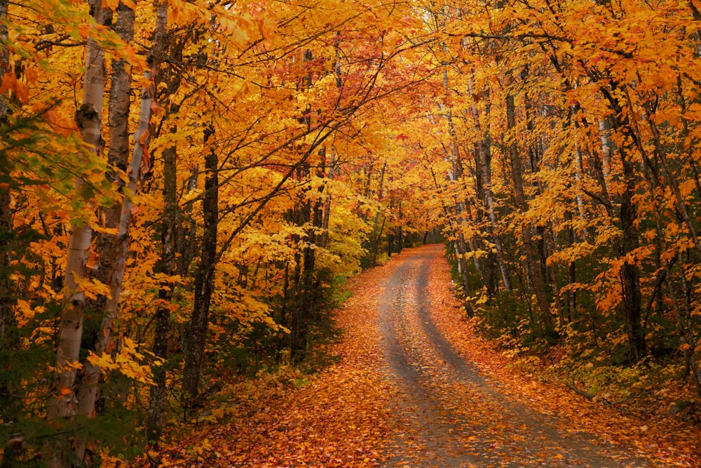 road between trees