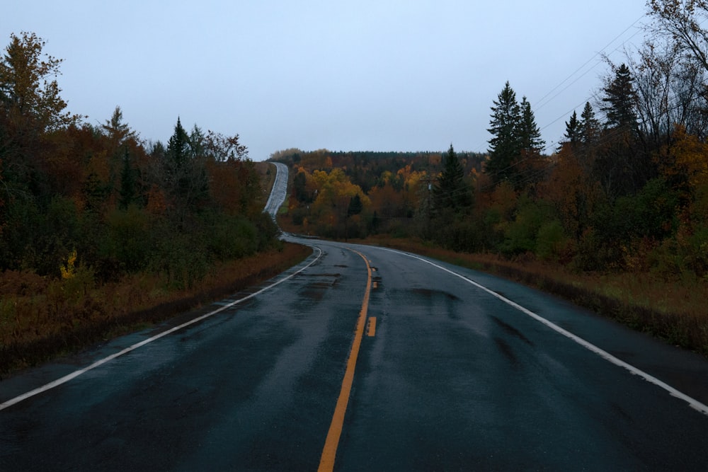 camino entre árboles