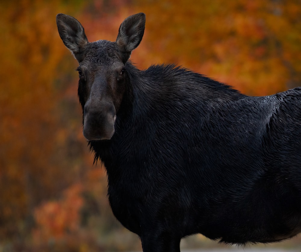 animale nero