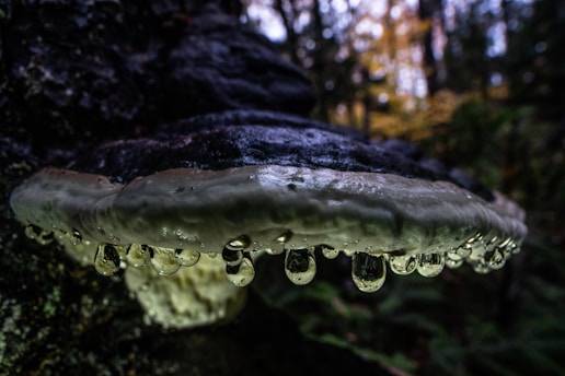 Close-up of Ganoderma lucidum mushrooms growing on a tree trunk in a natural forest setting.