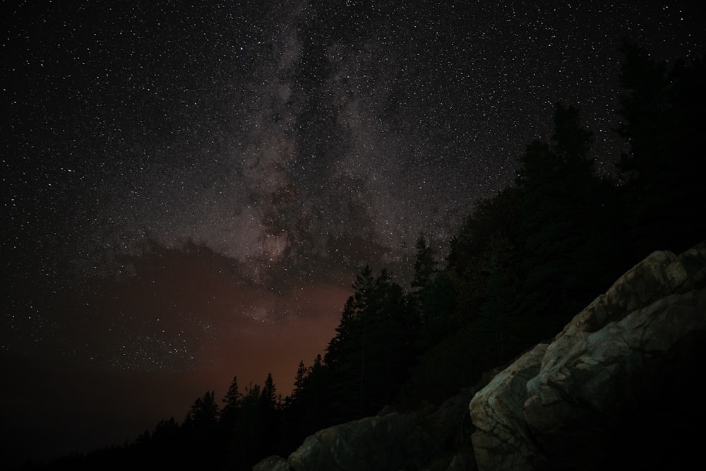 green-leafed tree under cloudy sky during nighttime