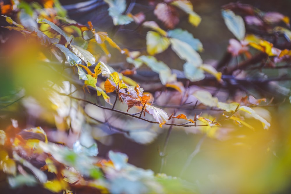 close up photography of tree