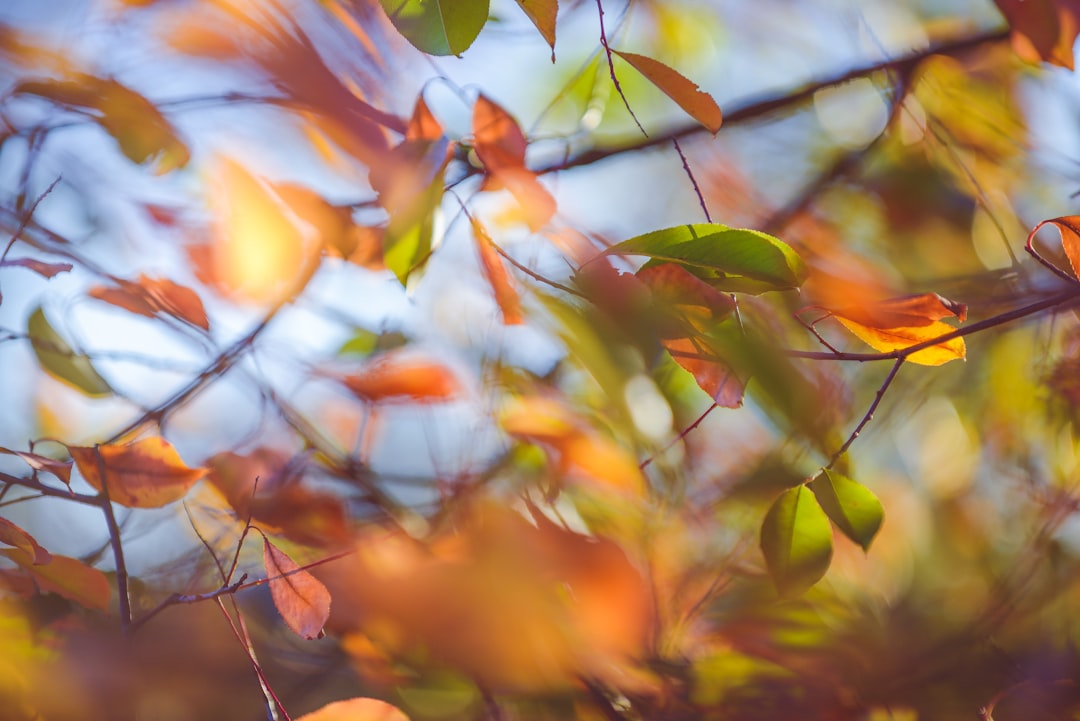 selective focus photography of green and brown-leafed tree against the sun