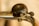 A close-up view of a metallic bicycle bell mounted on handlebars. The bell has a dark, weathered top with a visible screw in the center, indicating signs of use. The bell's lever is labeled with the word 'MINAR.’ The background is out of focus, creating a warm, slightly blurred effect.