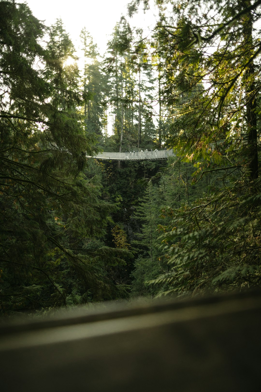 travelers stories about Forest in Capilano Suspension Bridge, Canada