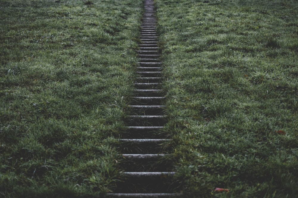 escalera entre campo de hierba