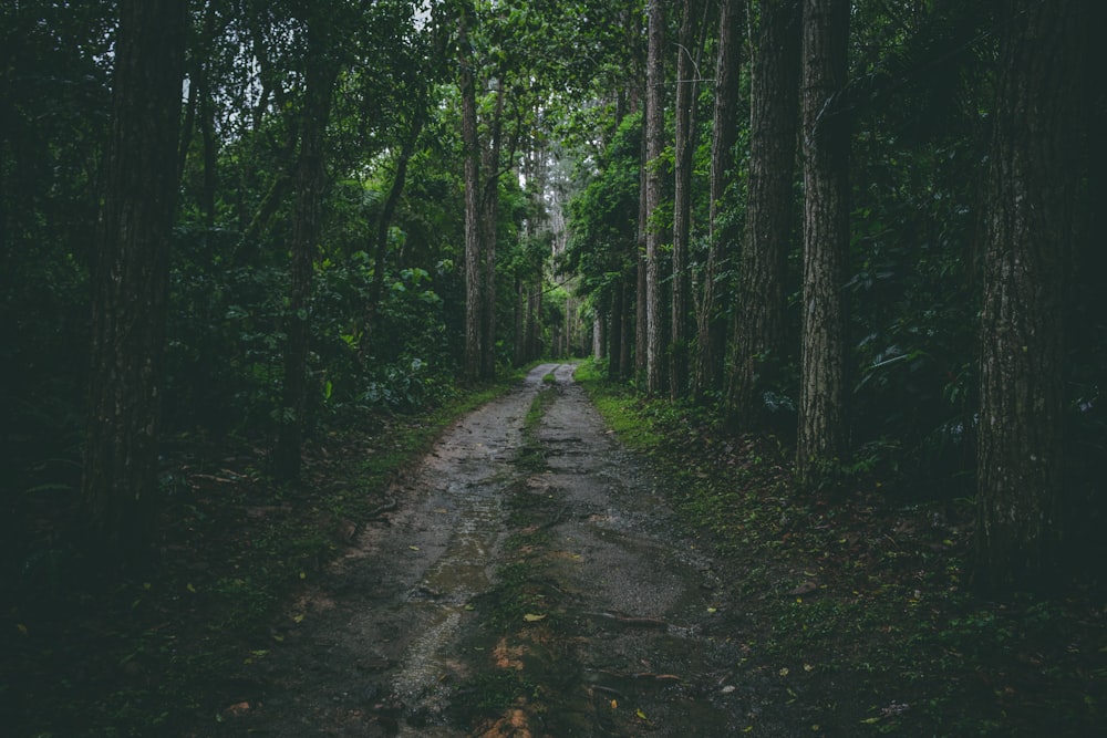 森の真ん中にある灰色の歩道