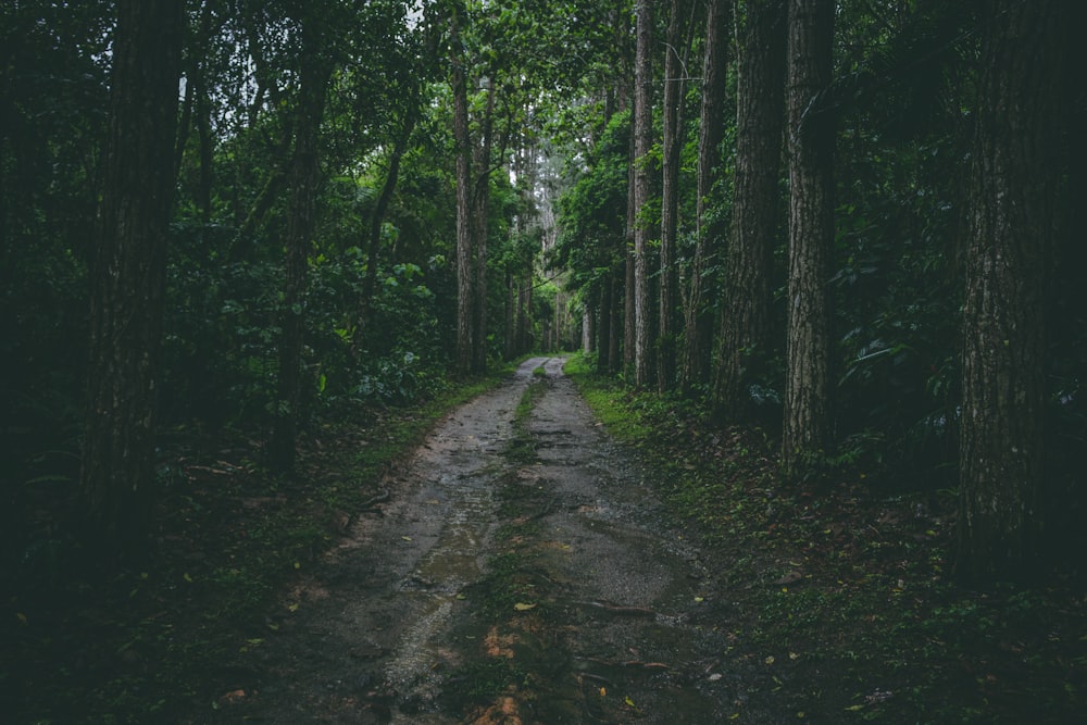 passerella grigia in mezzo alle foreste