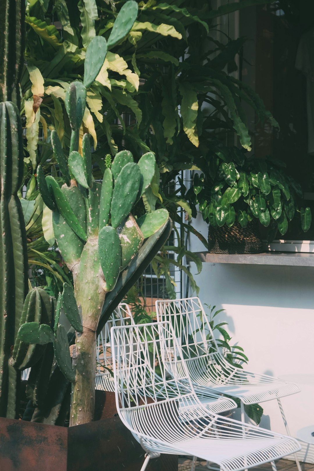 three white metal chairs beside green cactus plant