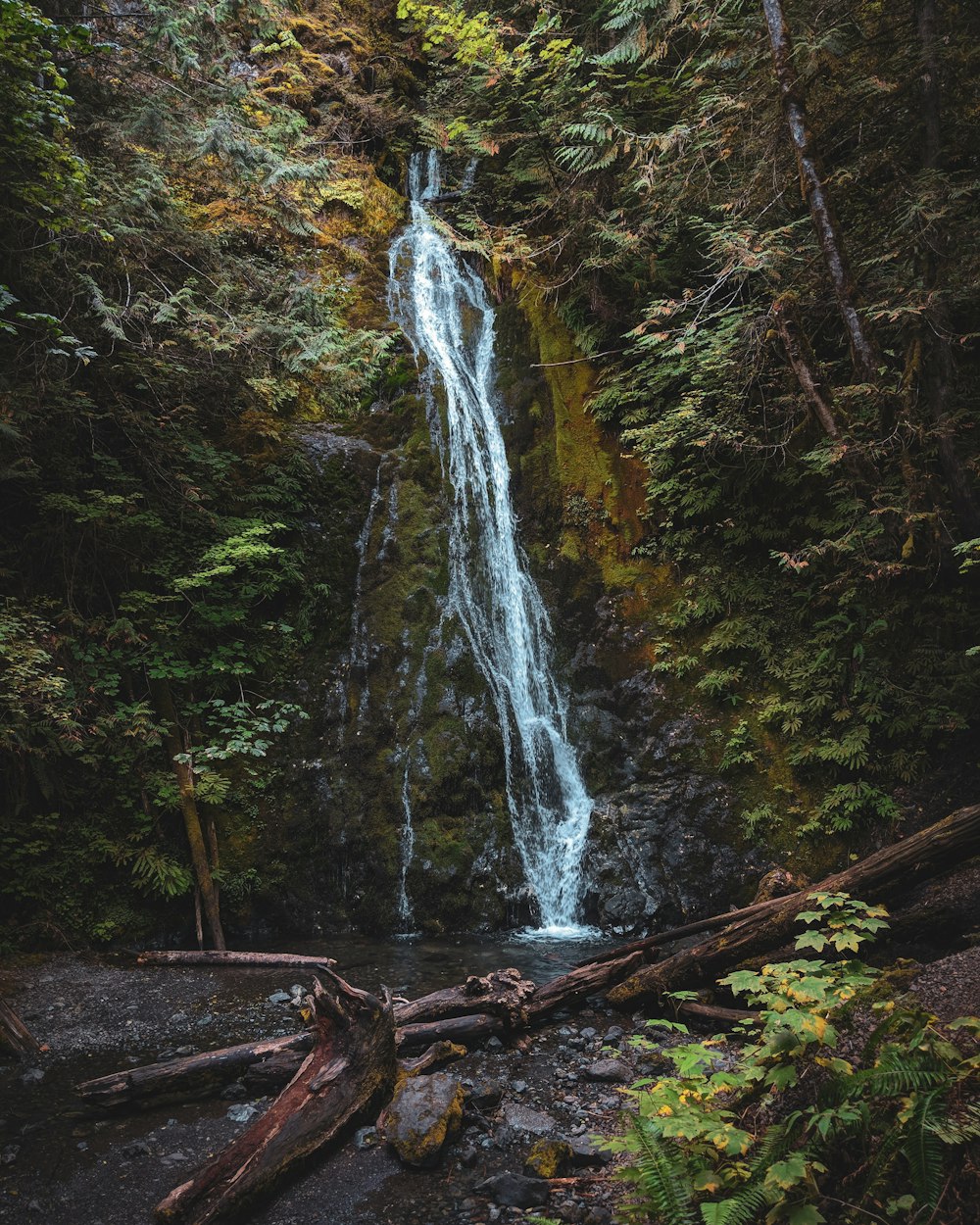 green trees beside waterfalls at daytime