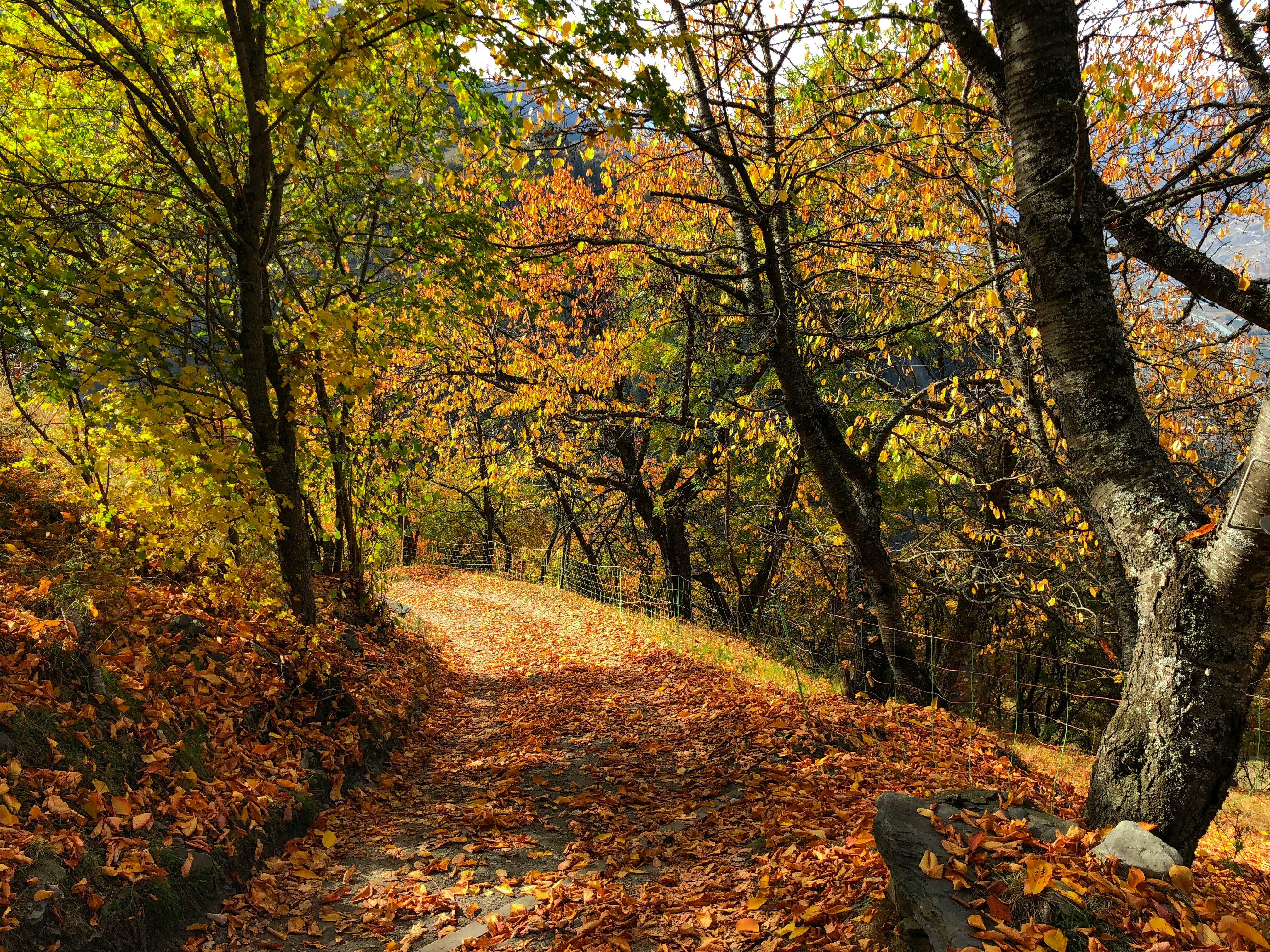 brown dirt road between green trees during daytime