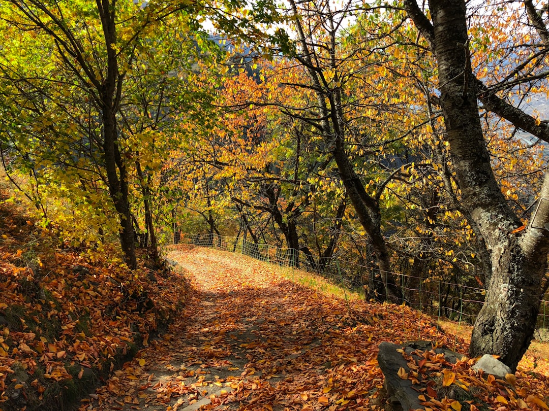 Forest photo spot Condémines Les Haudères