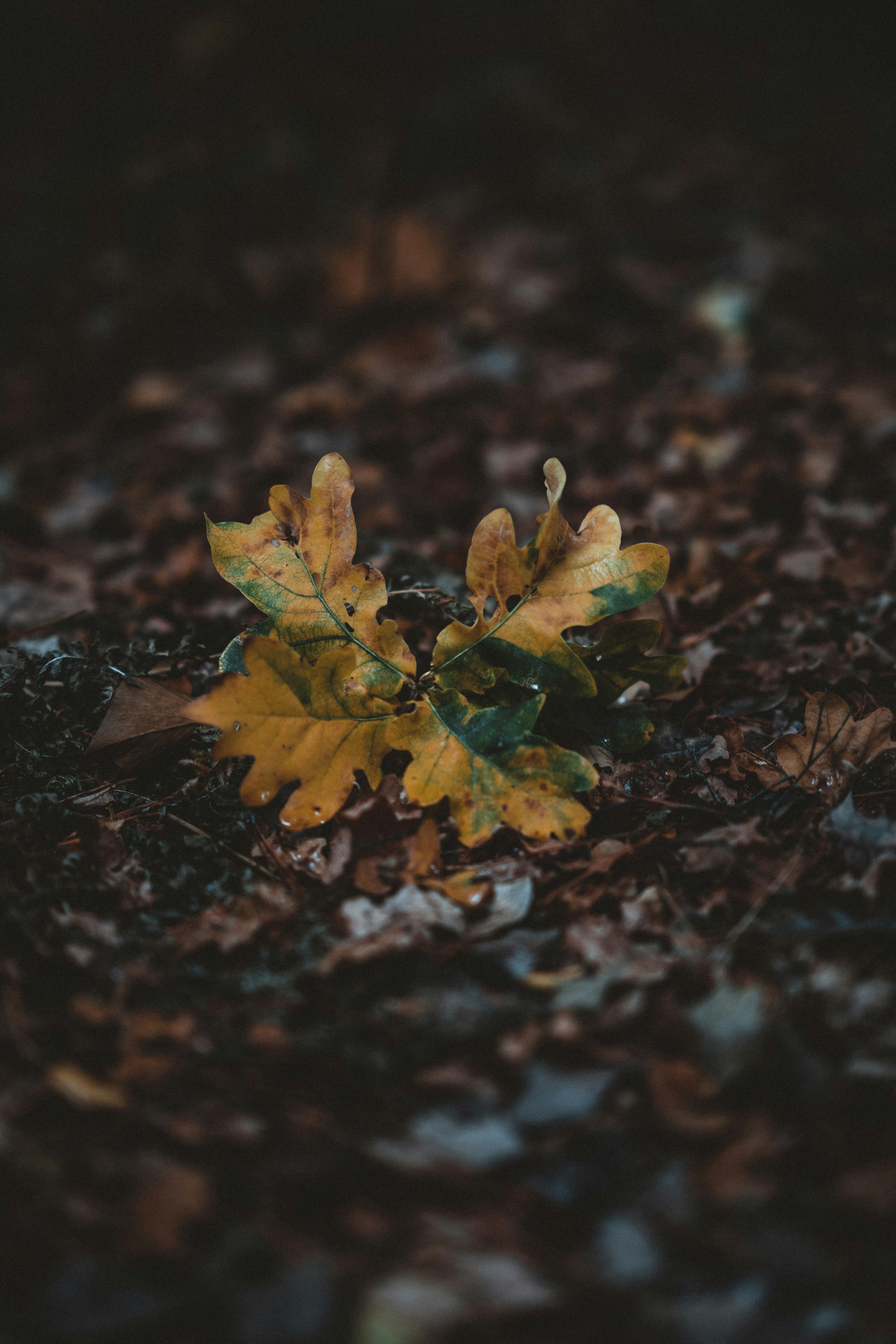 Photo by anniespratt