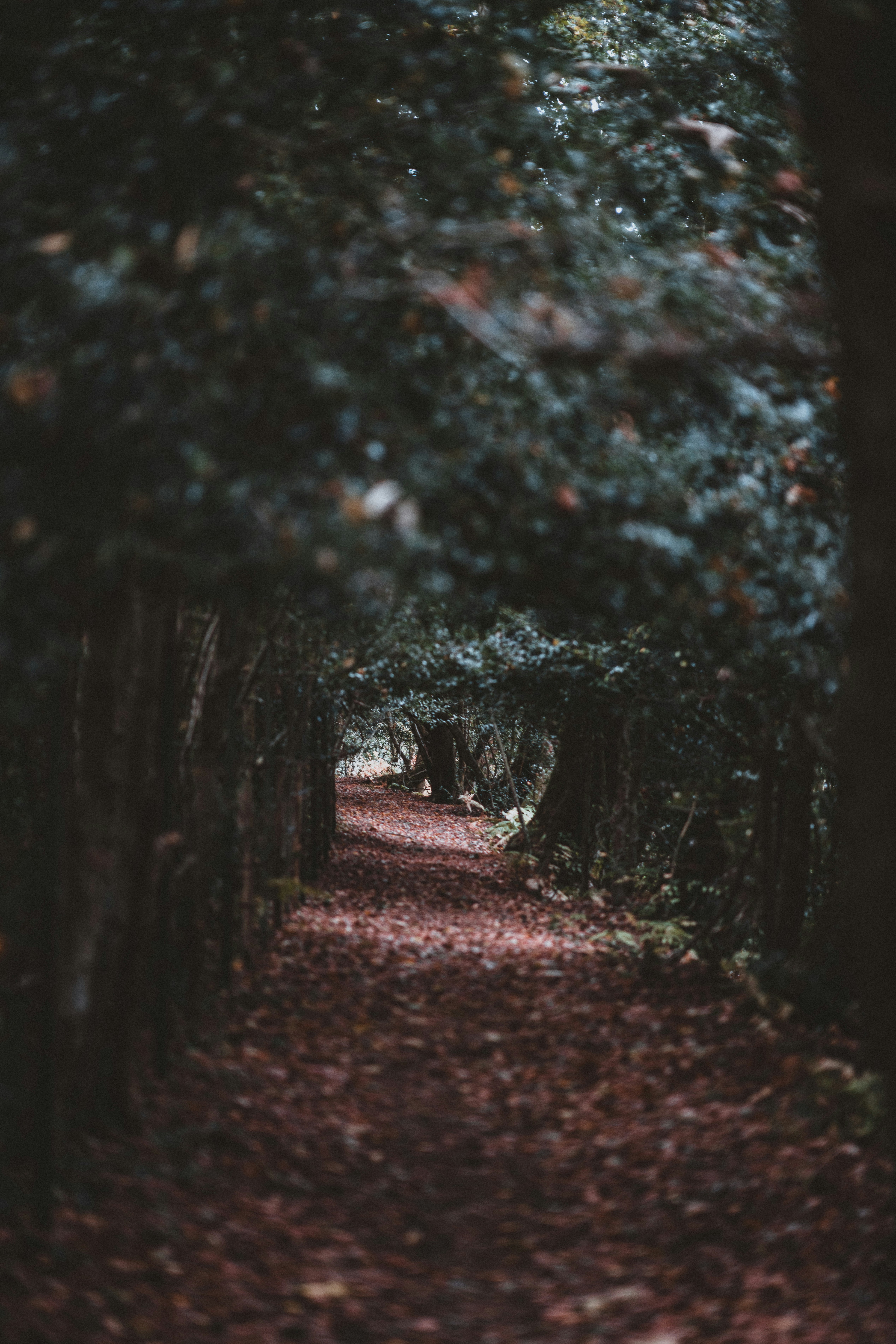 Photo by anniespratt