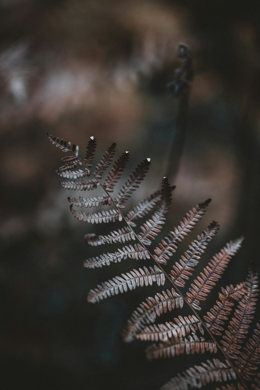 selective focus photography of Boston fern
