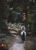 A rider on a robust horse trotting along a scenic trail in the Lozère countryside.