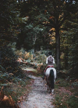 A rider on horseback crossing a sunlit tropical trail surrounded by greenery.