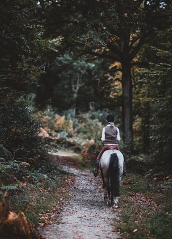 A calm rider gently guiding a horse through a wooded trail in Brownsburg-Chatham.
