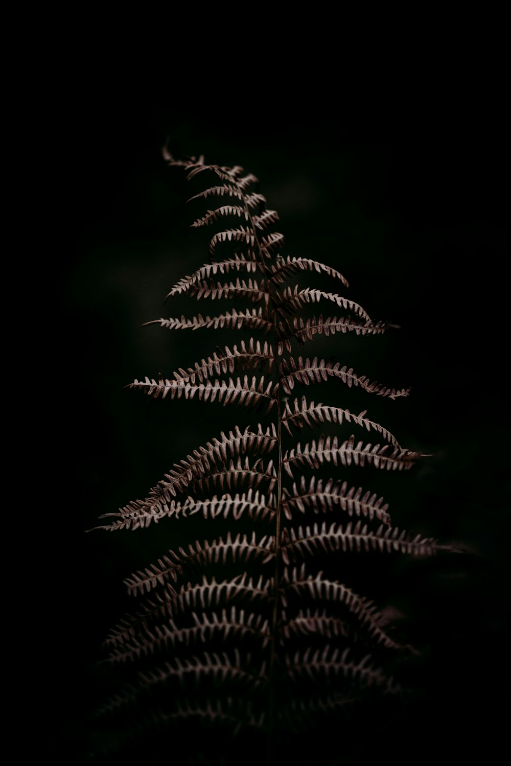 white leaves