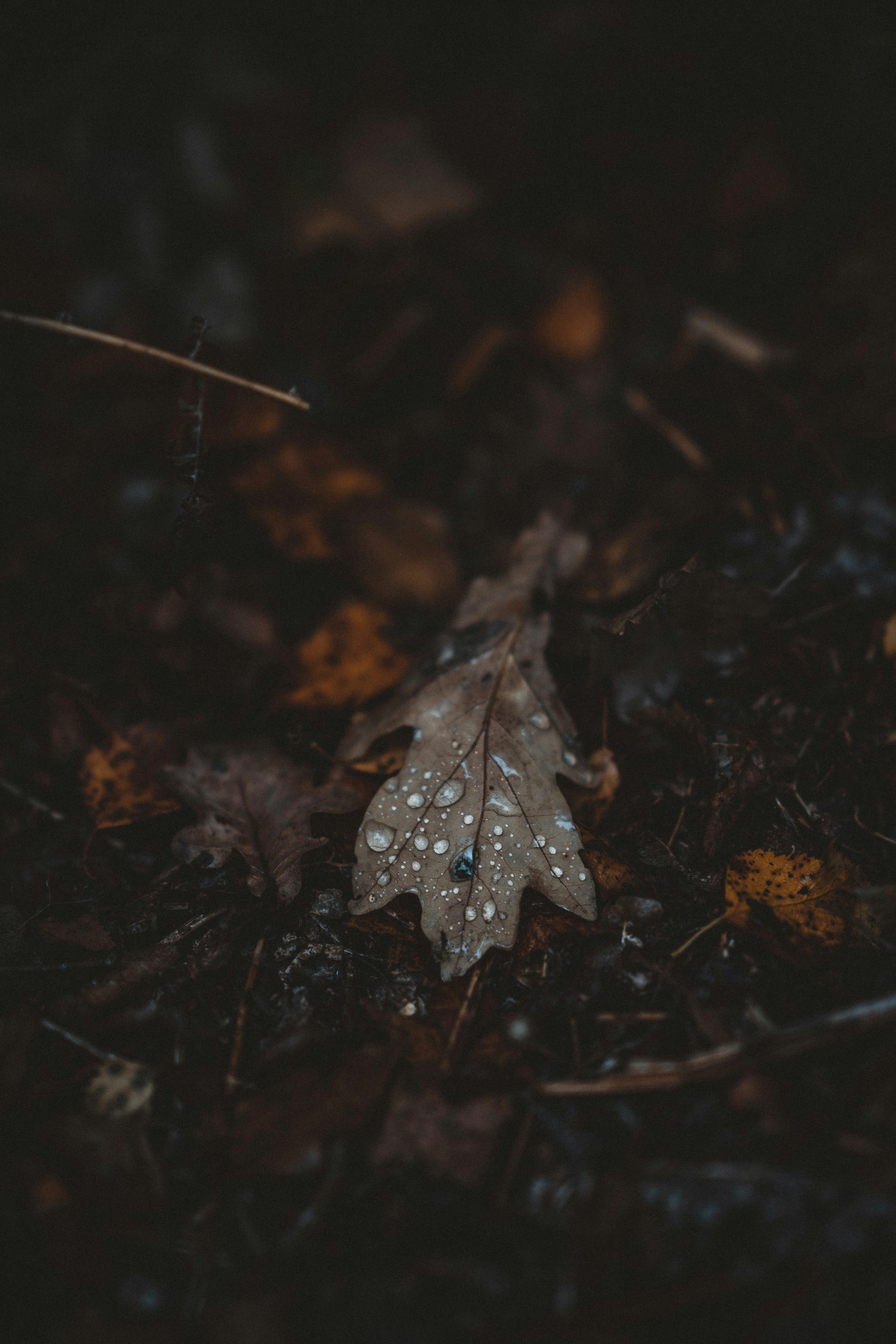 Photo by anniespratt