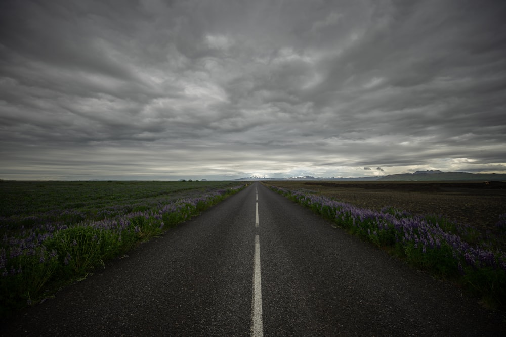 concrete road near flower and grass field