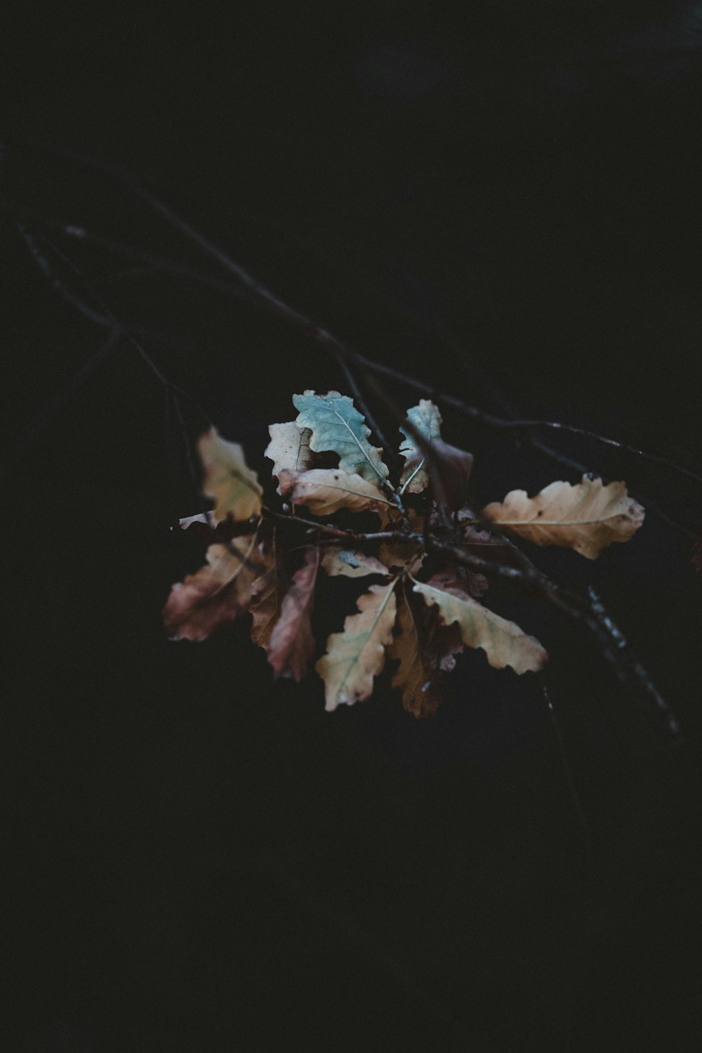 brown leaves