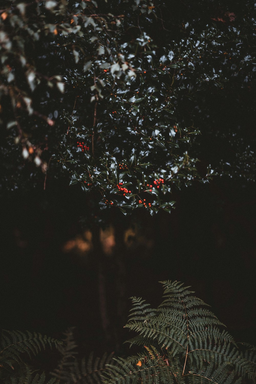 rote Beeren im Baum