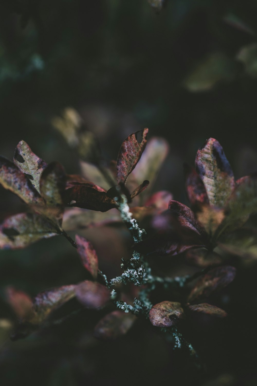 green and red plant