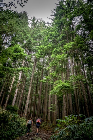 two persons walking inside forests