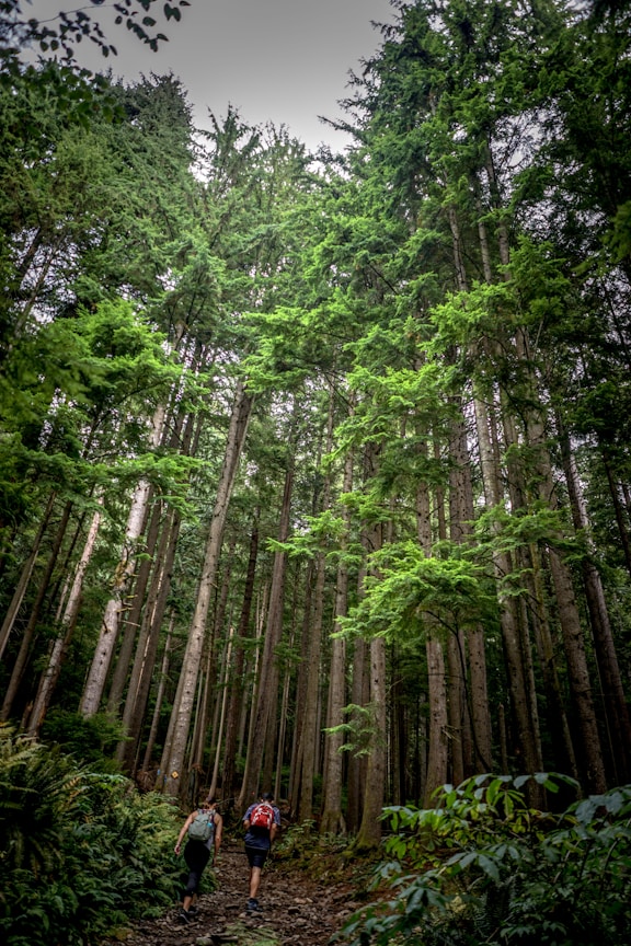 two persons walking inside forests