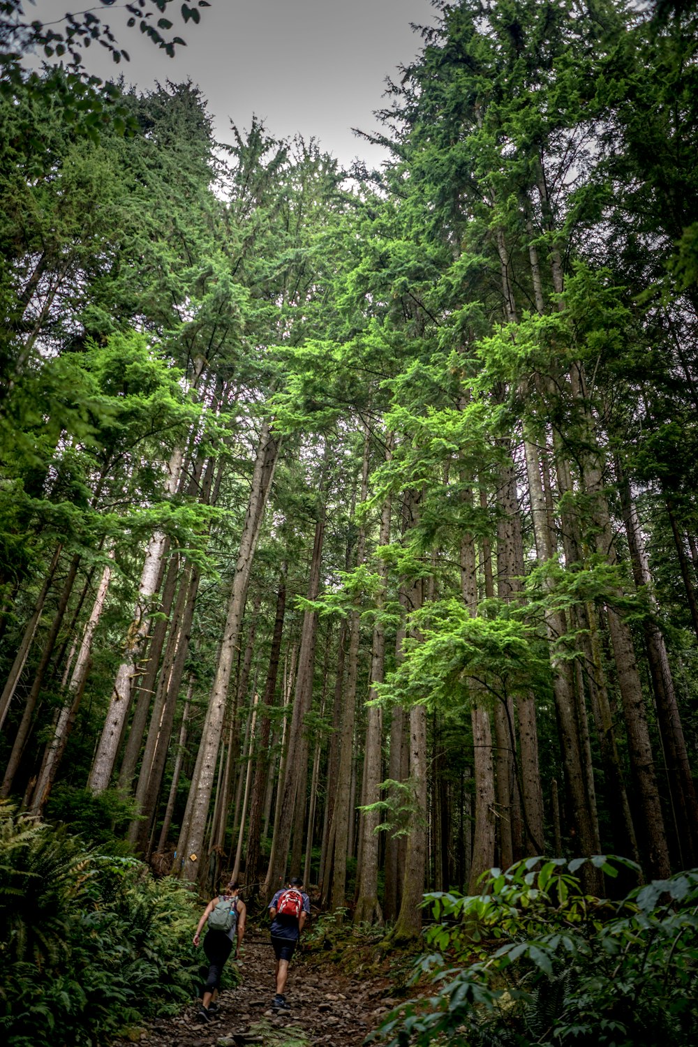 zwei Personen, die im Wald spazieren gehen