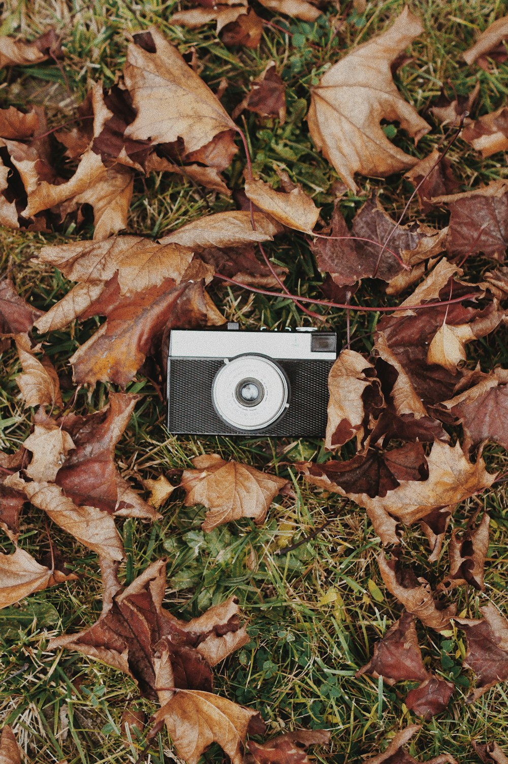 black and gray camera on dried leaves