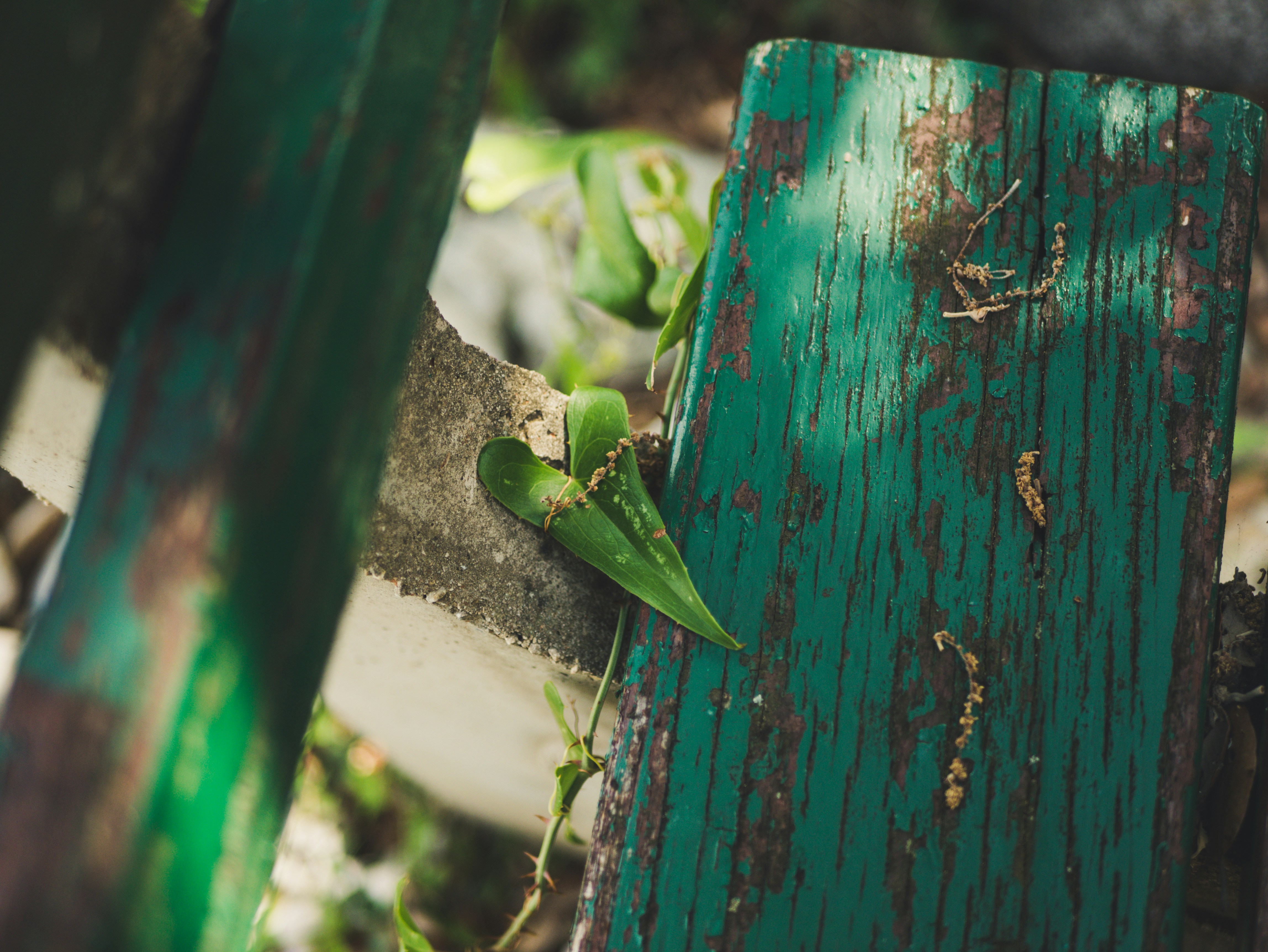 green heart shaped vine leaf on teal wooden fence