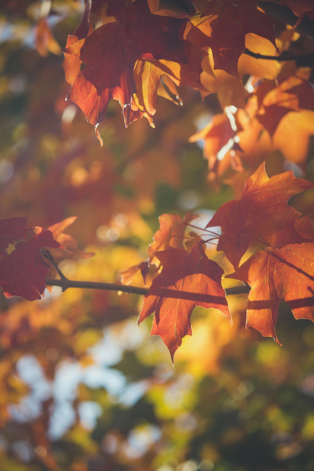 selective focus photo of maple leaves