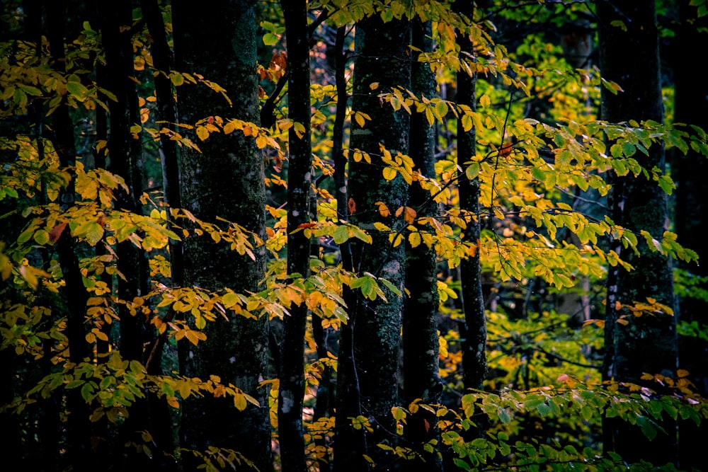 árboles de hojas verdes