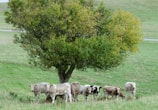 A group of well-kept cattle resting under a large tree on a sunny day