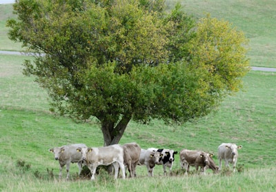 A whimsical scene of cows discussing bookkeeping under a tree.