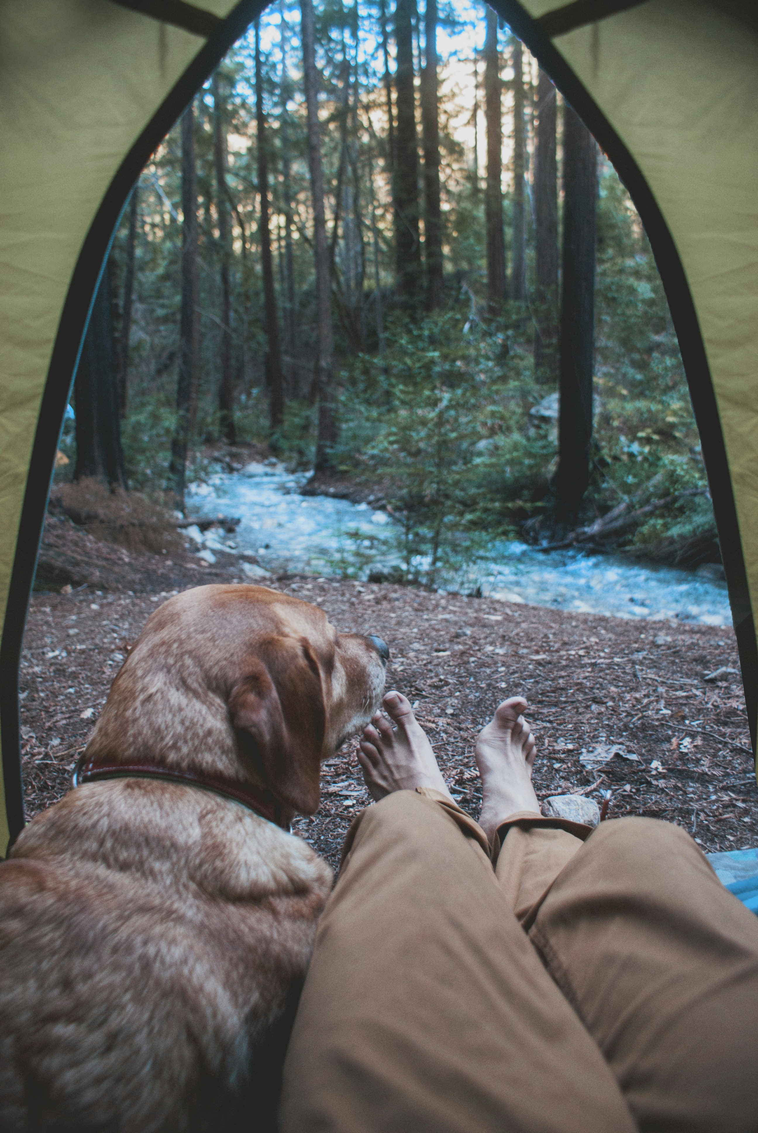 person and dog inside tent in woods