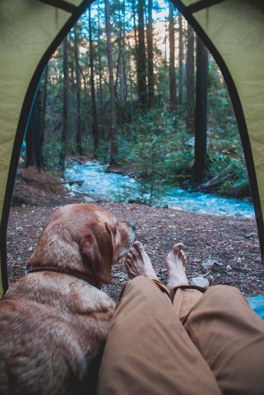 person and dog inside tent in woods in Big Sur United States