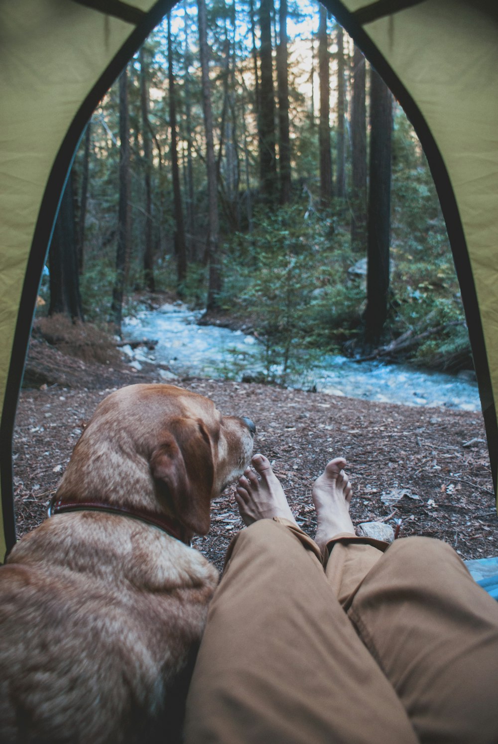 person and dog inside tent in woods