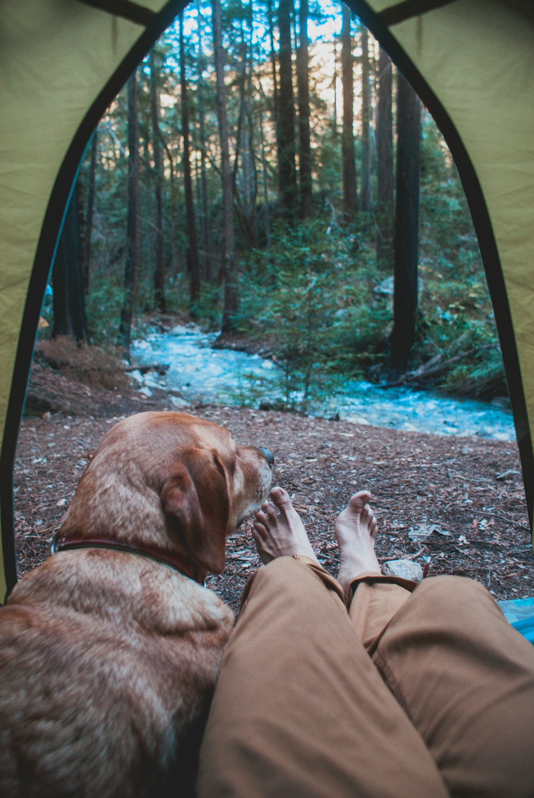 travelers stories about Forest in Big Sur, United States