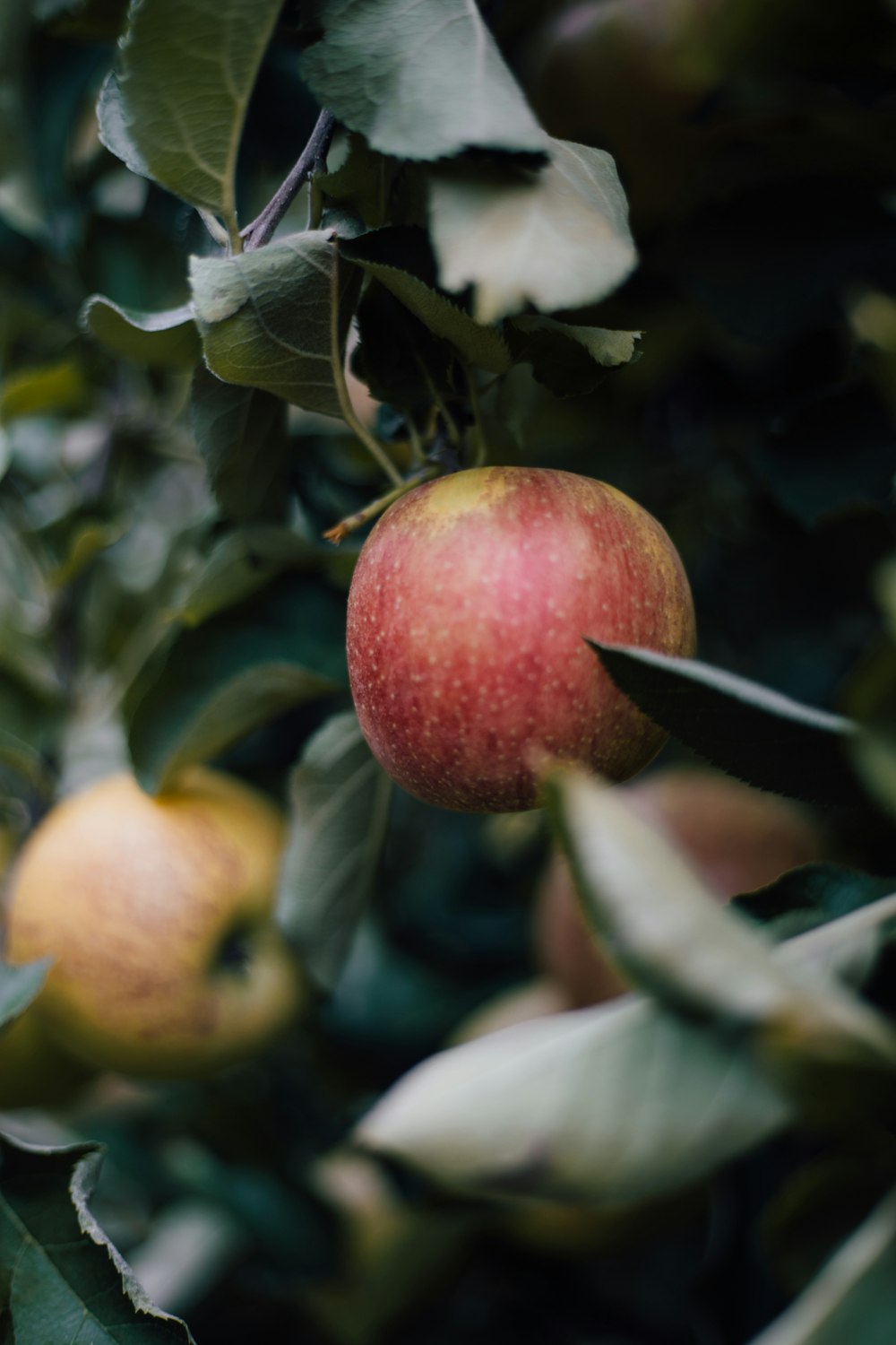 pomme rouge