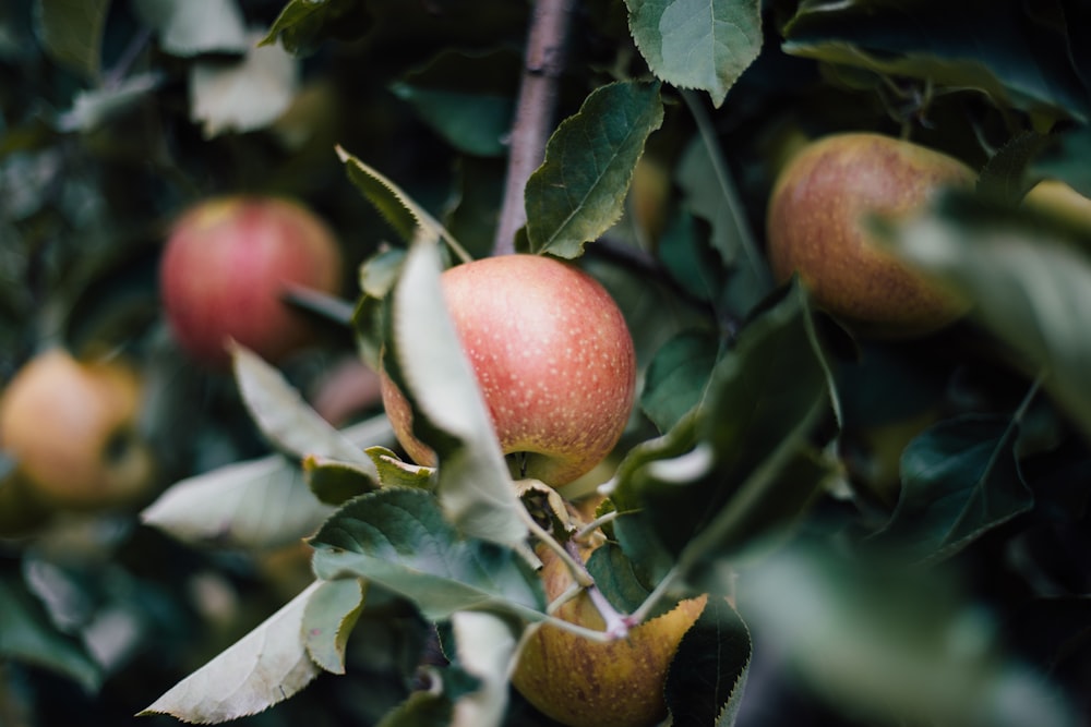 Selektive Fokusfotografie von roten Apfelfrüchten