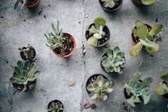 A collection of potted succulent plants arranged on a concrete surface. Some of the pots are larger with more mature plants, while others are smaller with younger plants. The leaves of the succulents vary in shape and size, and there's some scattered dirt on the concrete.