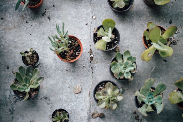 A collection of potted succulent plants arranged on a concrete surface. Some of the pots are larger with more mature plants, while others are smaller with younger plants. The leaves of the succulents vary in shape and size, and there's some scattered dirt on the concrete.