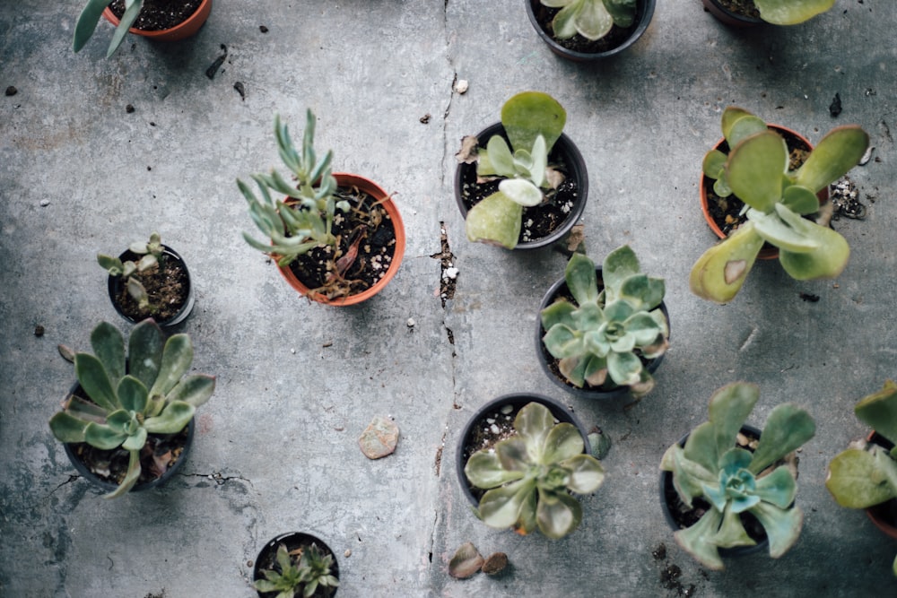 assorted succulent plants