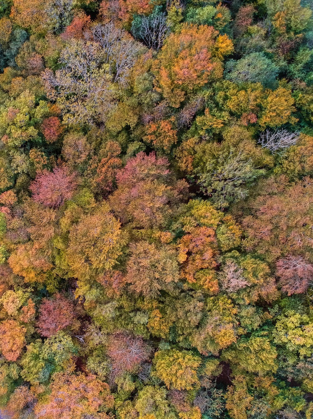 aerial view of forest